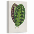 Romanticism Art - Calathea Veitchiana Leaf Illustration Print