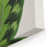 Romanticism Art - Calathea Veitchiana Leaf Illustration Print