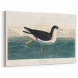 Romanticism Art - Dusky Petrel by John James Audubon Print