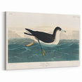 Romanticism Art - Dusky Petrel by John James Audubon Print