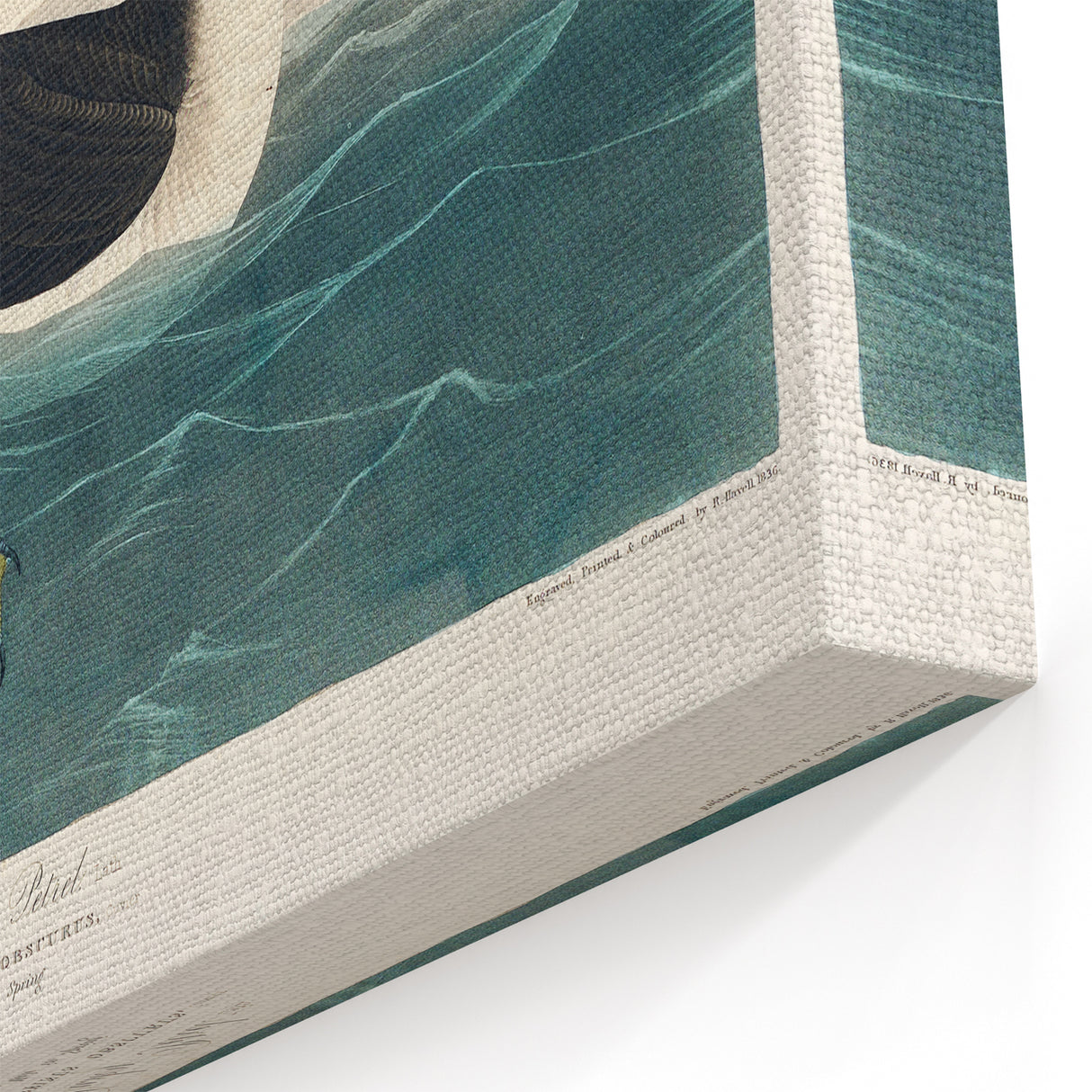 Romanticism Art - Dusky Petrel by John James Audubon Print