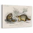 Romanticism Art - Raccoon Illustration by Charles D’Orbigny Print