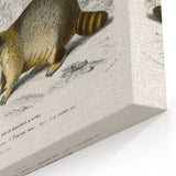 Romanticism Art - Raccoon Illustration by Charles D’Orbigny Print