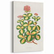 Romanticism Art - Stonecrop Leaf Illustration by Lydon & Fawsett Print