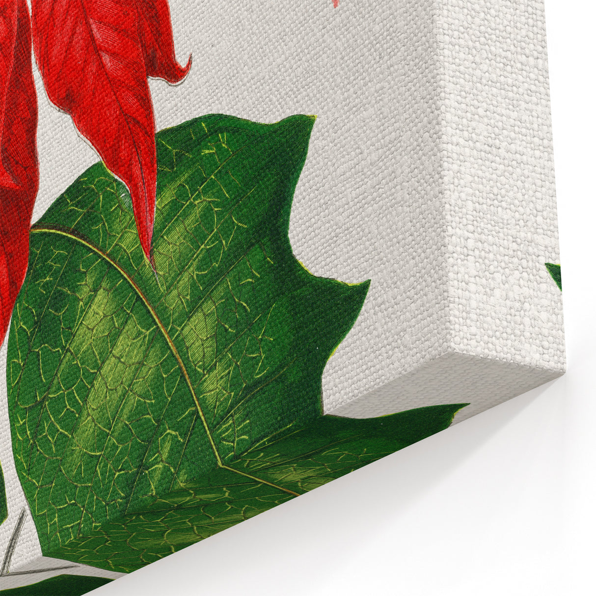 Romanticism Art - Poinsettia Illustration by Lydon & Fawsett Print
