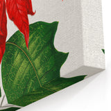 Romanticism Art - Poinsettia Illustration by Lydon & Fawsett Print