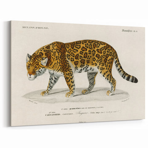 Romanticism Art - Jaguar Illustration by Charles D’Orbigny Print
