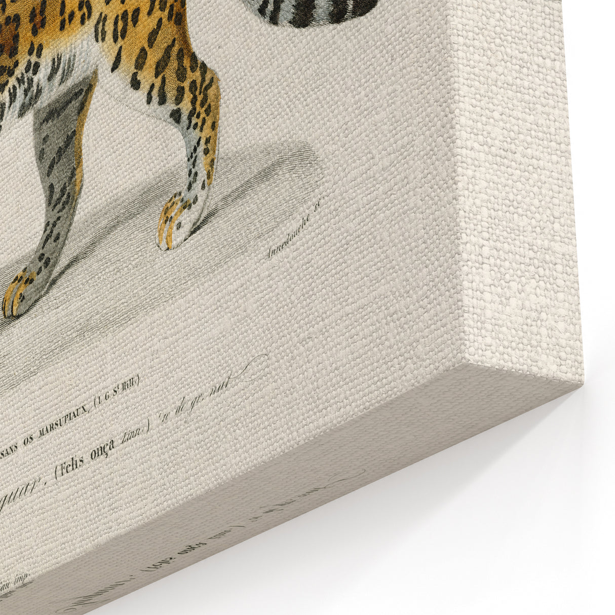 Romanticism Art - Jaguar Illustration by Charles D’Orbigny Print