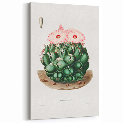 Famous Romantic Era Art - Mammillaria Cactus Romanticism Print
