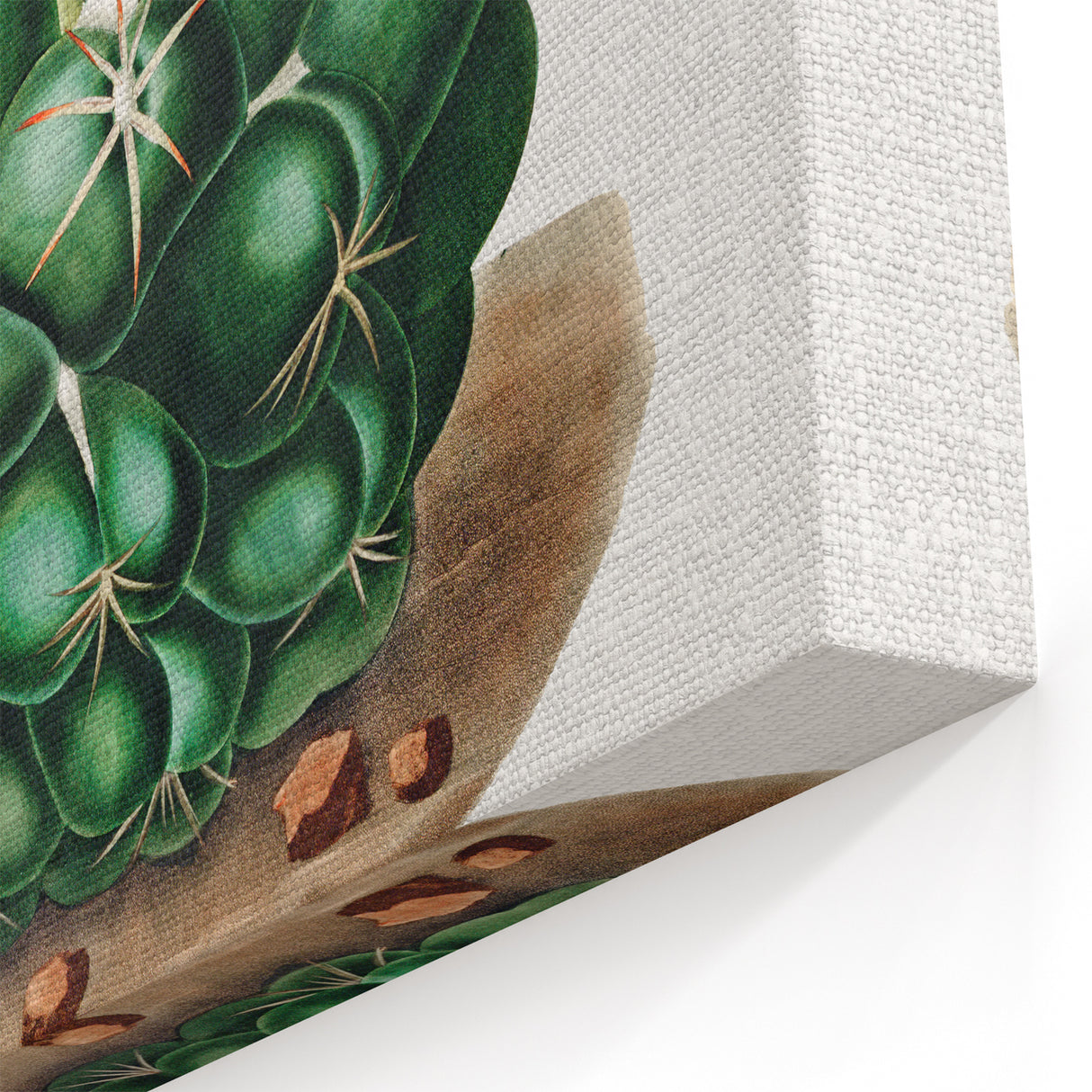 Famous Romantic Era Art - Mammillaria Cactus Romanticism Print