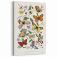 Classic Romantic Paintings - Butterfly & Moth Illustration Wall Art