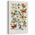 Classic Romantic Paintings - Butterfly & Moth Illustration Wall Art