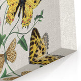 Classic Romantic Paintings - Butterfly & Moth Illustration Wall Art