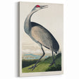 Famous Romantic Era Art - Hooping Crane Illustration Canvas Print