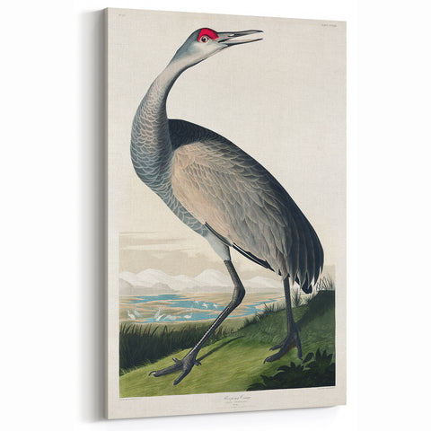 Famous Romantic Era Art - Hooping Crane Illustration Canvas Print