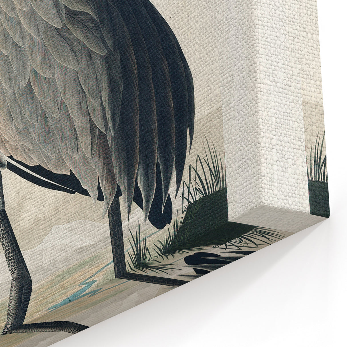 Famous Romantic Era Art - Hooping Crane Illustration Canvas Print
