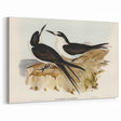 Famous Romantic Era Art - Sooty Tern Bird Illustration Canvas Print