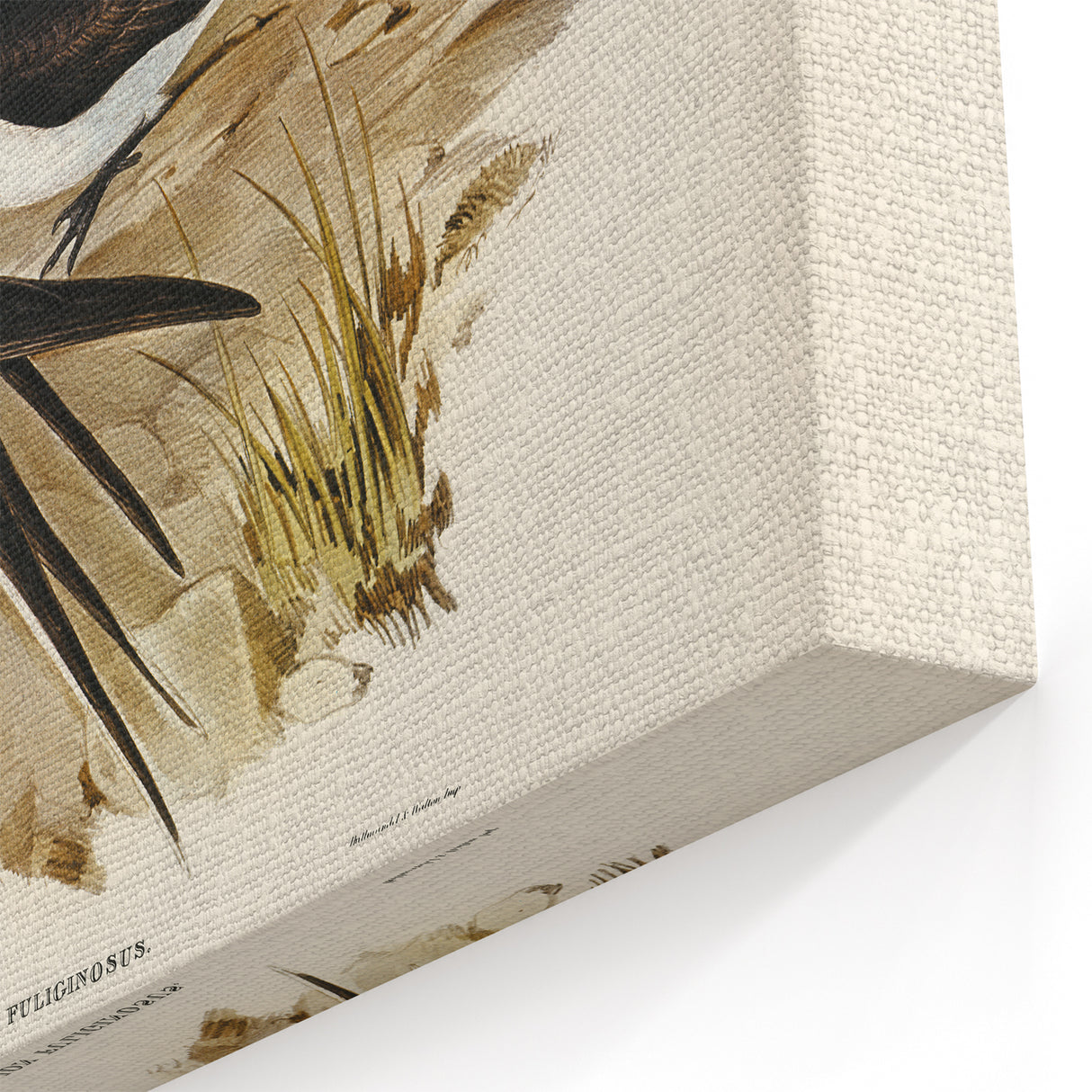 Famous Romantic Era Art - Sooty Tern Bird Illustration Canvas Print