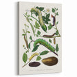 Famous Romantic Era Art - Caterpillar Illustration Canvas Print