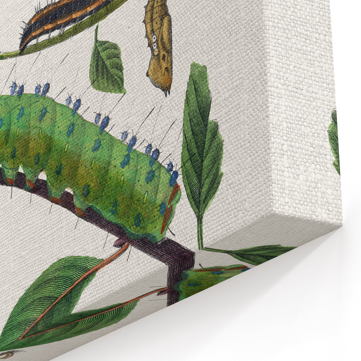Famous Romantic Era Art - Caterpillar Illustration Canvas Print