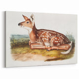 Classic Romantic Paintings - American Deer Illustration Canvas Art