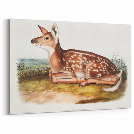 Classic Romantic Paintings - American Deer Illustration Canvas Art