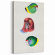 Famous Romantic Era Art - Australian Bird Heads Illustration Canvas Print