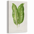 Classic Romantic Art: Green Dieffenbachia Leaf Illustration Print
