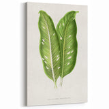 Classic Romantic Art: Green Dieffenbachia Leaf Illustration Print
