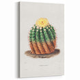 Romantic Era Art: Golden Barrel Cactus Botanical Illustration Print
