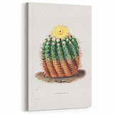 Romantic Era Art: Golden Barrel Cactus Botanical Illustration Print
