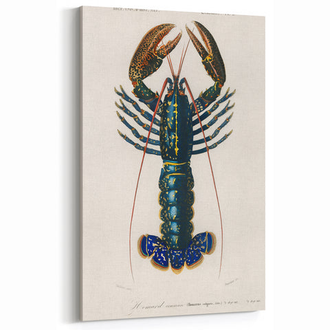 Romantic Era Art: Blue Lobster Illustration by Charles Dessalines d’Orbigny
