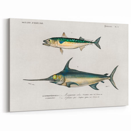Romantic Era Art: Fish Illustrations by Charles Dessalines d’Orbigny