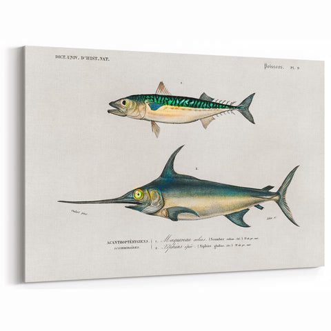 Romantic Era Art: Fish Illustrations by Charles Dessalines d’Orbigny