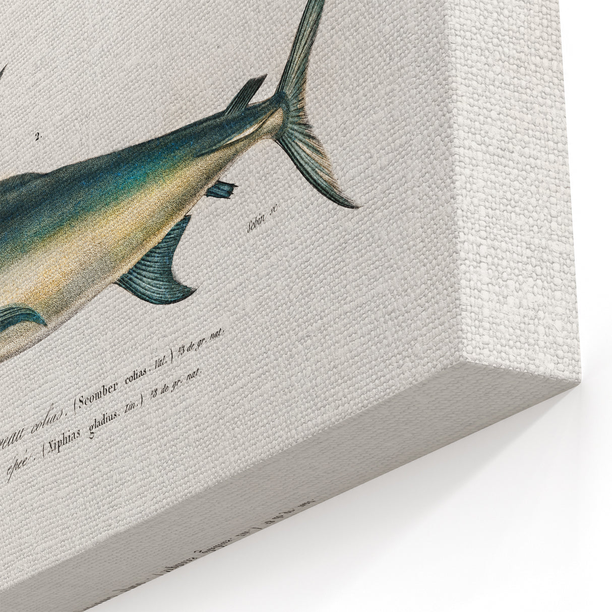 Romantic Era Art: Fish Illustrations by Charles Dessalines d’Orbigny