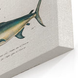 Romantic Era Art: Fish Illustrations by Charles Dessalines d’Orbigny