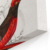 Romantic Era Art: Exotic Bird Illustrations by Charles Dessalines d’Orbigny