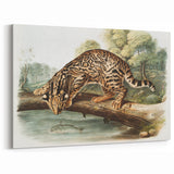 Romantic Era Art: "Ocelot or Leopard Cat" by John Woodhouse Audubon