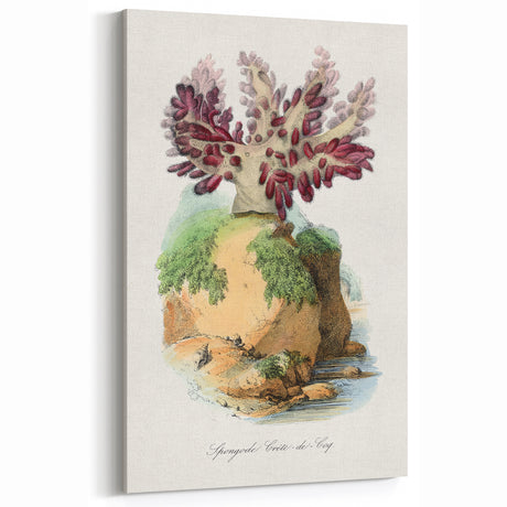 Romanticism Art - Spongode Coral Study - Classic Romantic Print
