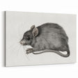 Romanticism Art - Study of a Mouse - Classic Romantic Animal Print
