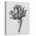 Romanticism Art - Artichoke Study - Classic Botanical Romantic Print