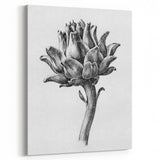 Romanticism Art - Artichoke Study - Classic Botanical Romantic Print