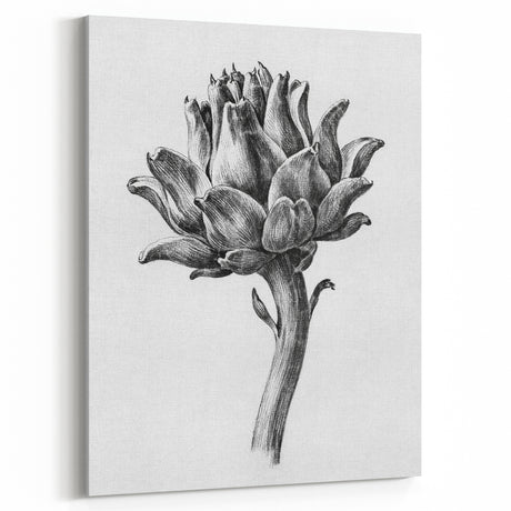 Romanticism Art - Artichoke Study - Classic Botanical Romantic Print