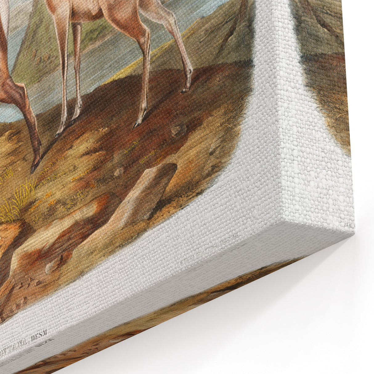 RomanticRomanticism Art - Rocky Mountain Sheep - Classic Animal Printism Art - Marriage A-la-Mode 3 - Classic Romantic Print 