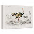 Romanticism Art - Struthio Illustration - Classic Ornithological Print