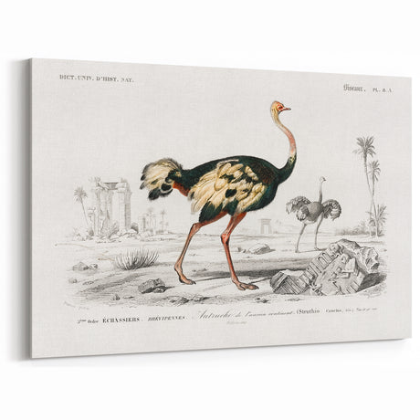 Romanticism Art - Struthio Illustration - Classic Ornithological Print