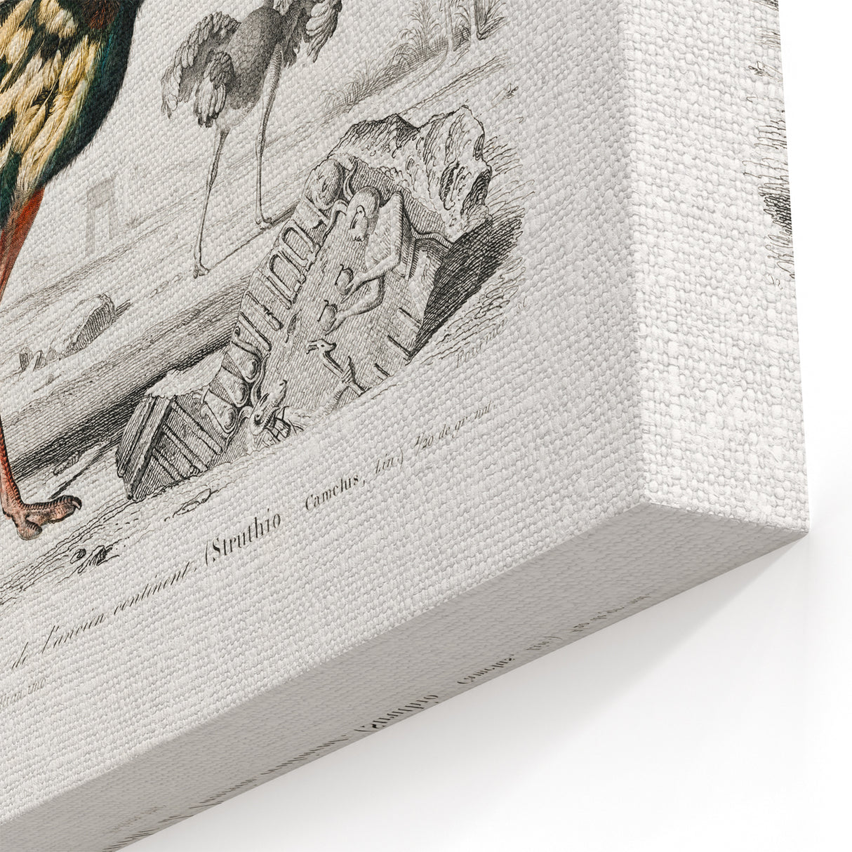 Romanticism Art - Struthio Illustration - Classic Ornithological Print