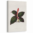 Romanticism Art - Ancectochilus Rubro-Venia - Classic Botanical Print
