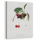 Romanticism Art - Cherry Botanical Illustration - Classic Fruit Print