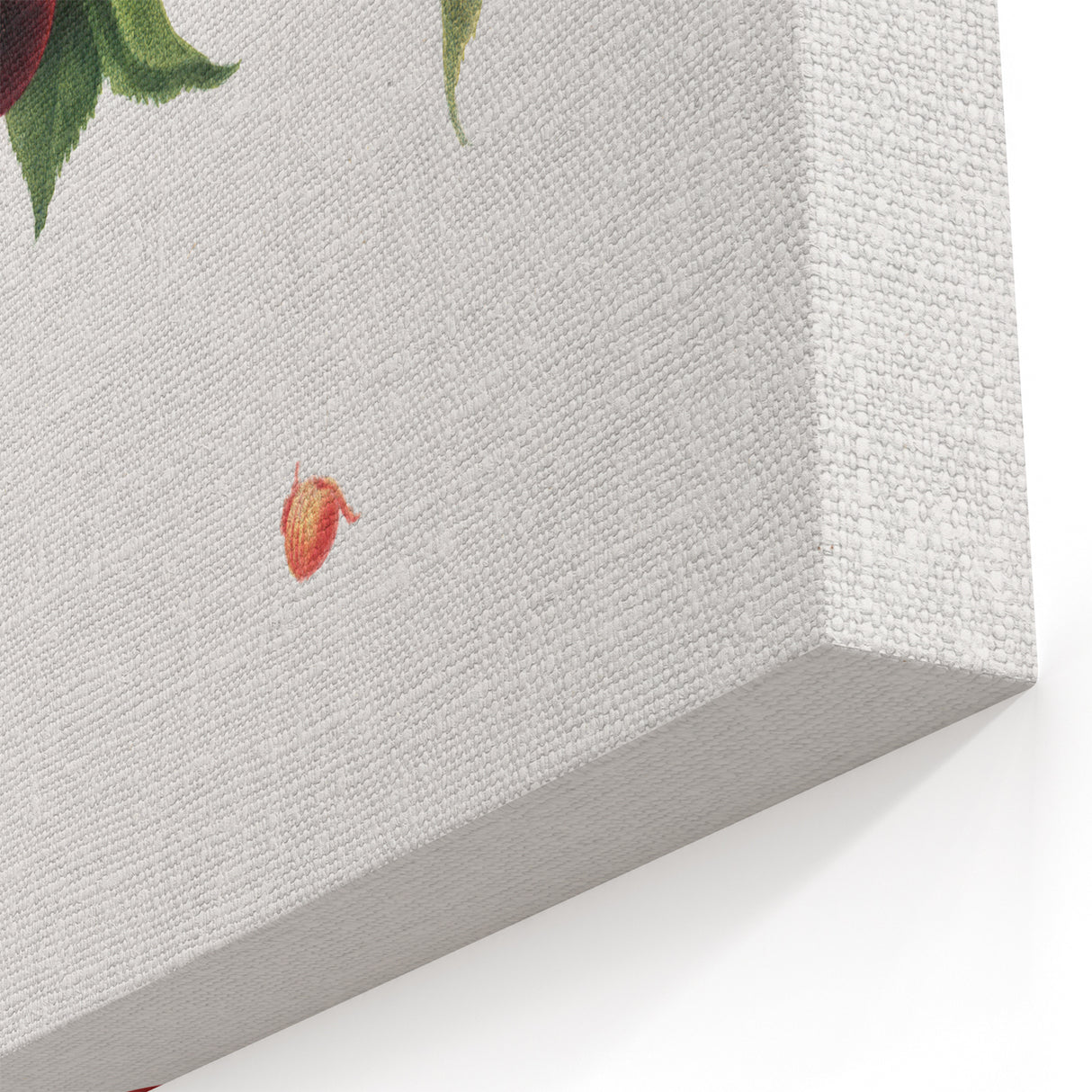 Romanticism Art - Cherry Botanical Illustration - Classic Fruit Print